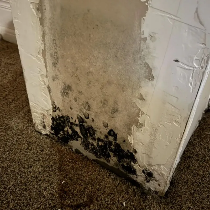 Professional Mold Removal in Tedder, FL